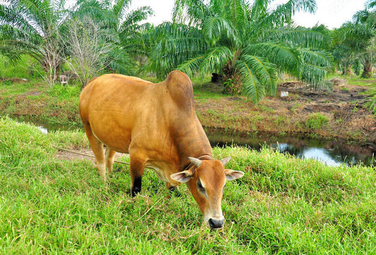 Here's Why Grass-Fed Native Indian Cows are Climate Smart