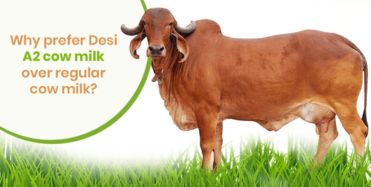 WHY PREFER DESI A2 COW MILK OVER REGULAR COW MILK?