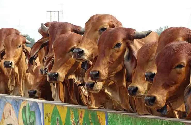 Brown indigenous Gir cows with humps at the feeding wall