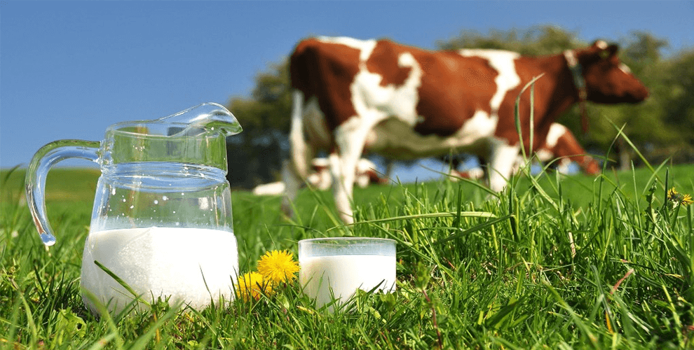 HARMFUL TRENDS OF DAIRY INDUSTRY YOU MUST KNOW
