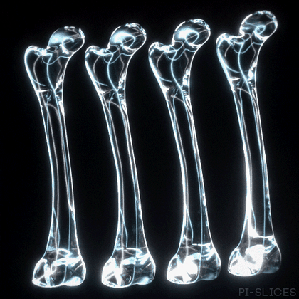 Translucent glass-like bones, showing bone as living structure